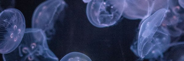 yiqinsh Profile Banner