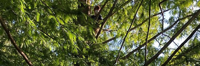 AllianceforChildhood banner