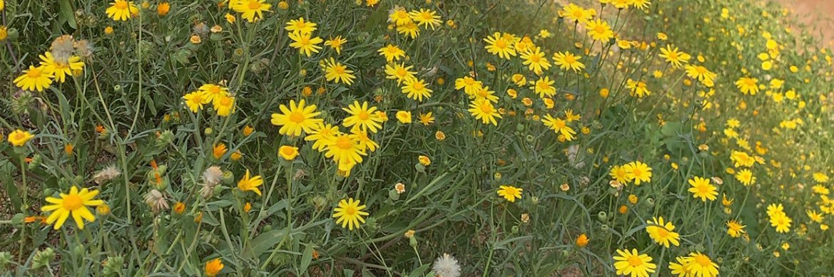 ابو قصي banner