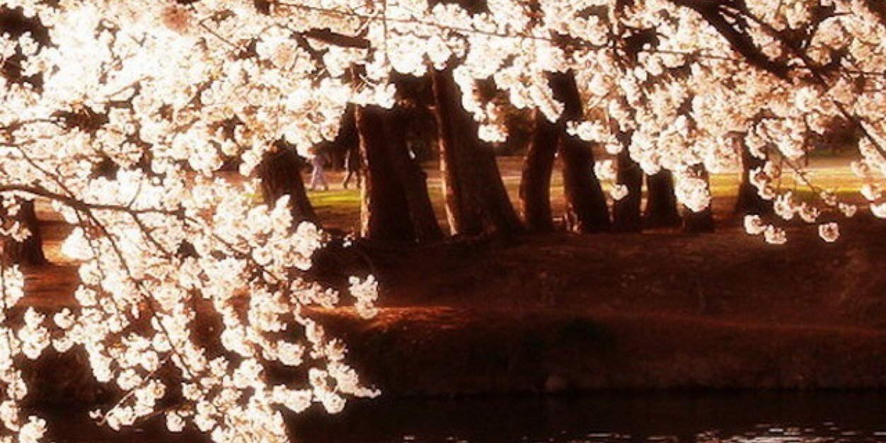 xinflina's profile banner image