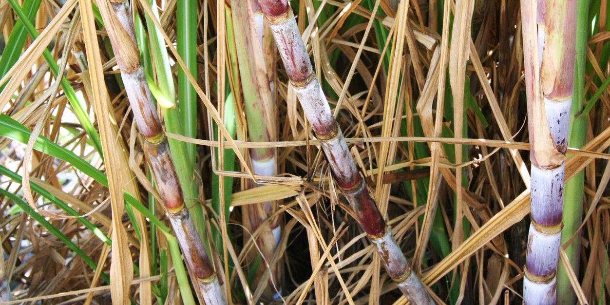 Nicholas Feris banner