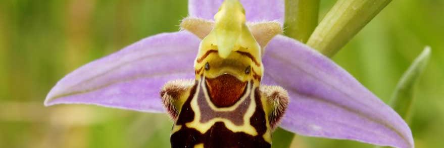 Gary fortenberry banner