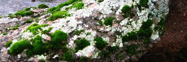 PastelBio_prot Profile Banner