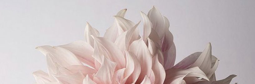 _fatimarsuarez's profile banner image