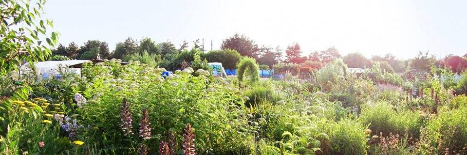 The Green Backyard banner