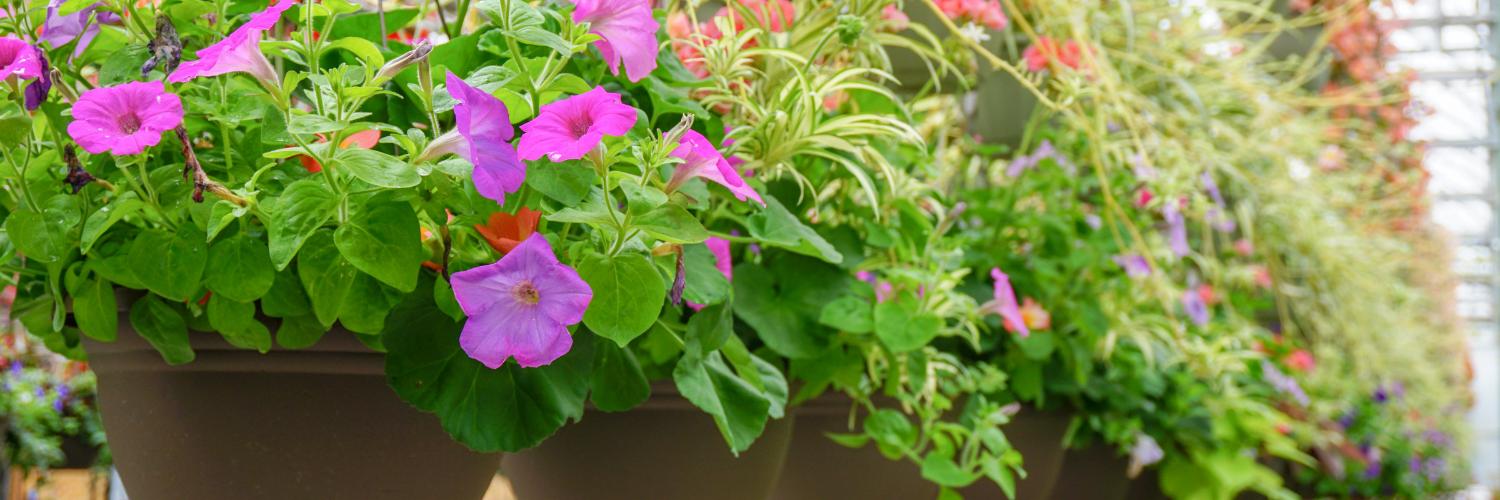 Colour Paradise Greenhouses 🌺 banner