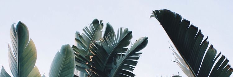 rodzep's profile banner image