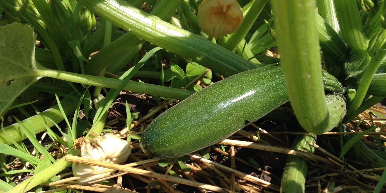 Heather Smith banner