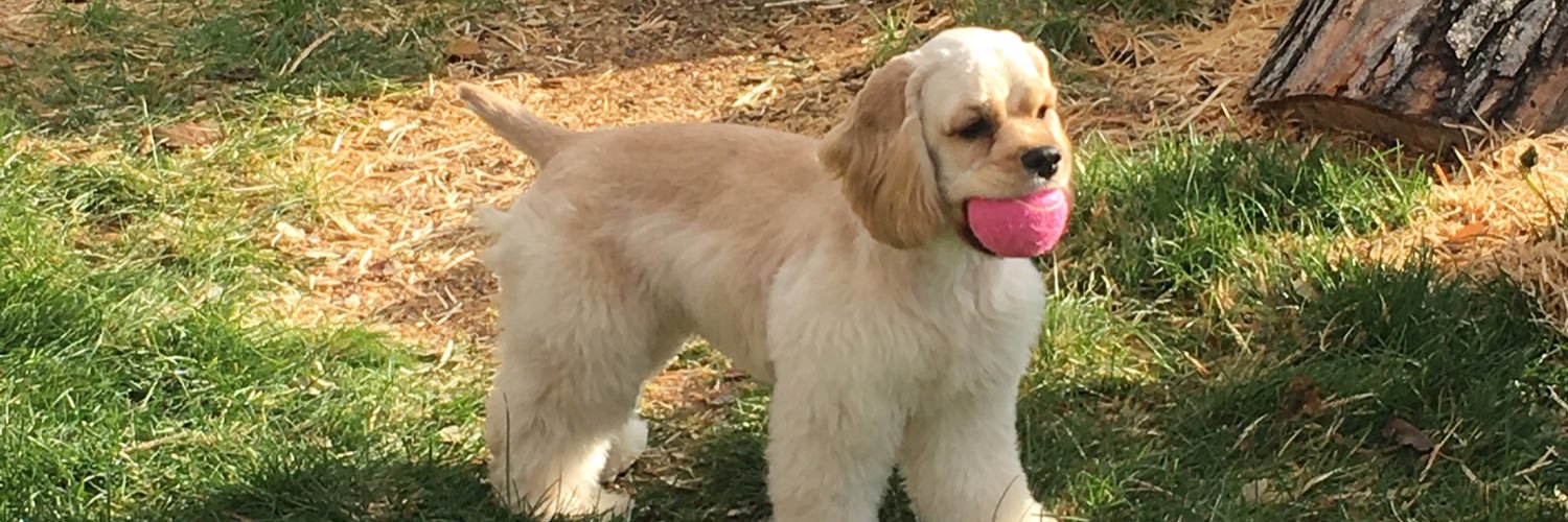 thepolymerokapi.bsky.social 🇵🇸 🇺🇦 banner