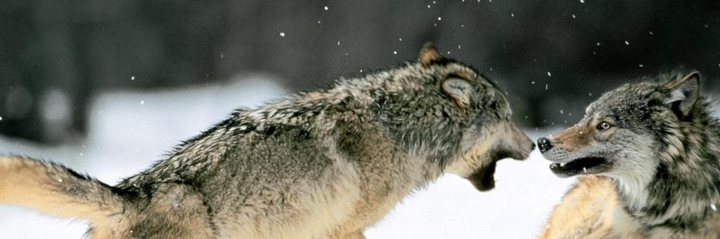 WolfNightC_Adm's profile banner image