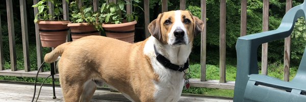 afowlXC Profile Banner