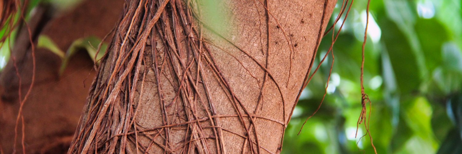 photomind2's profile banner image
