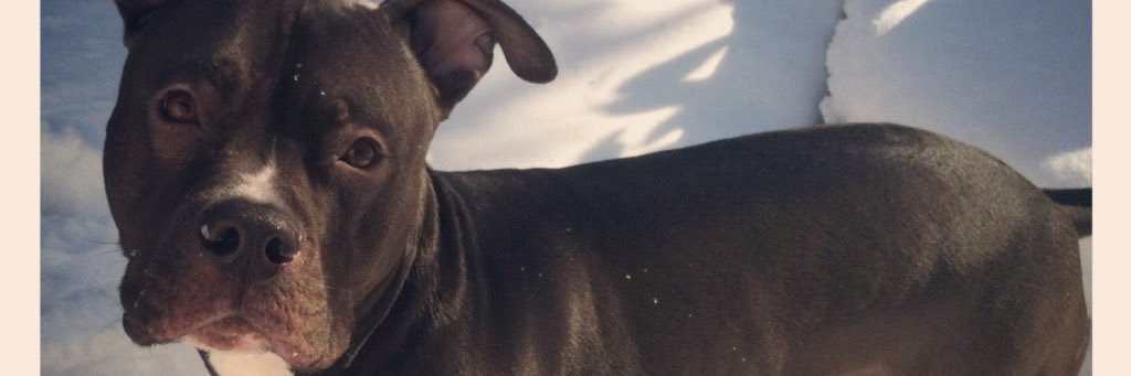 MissMassar's profile banner image