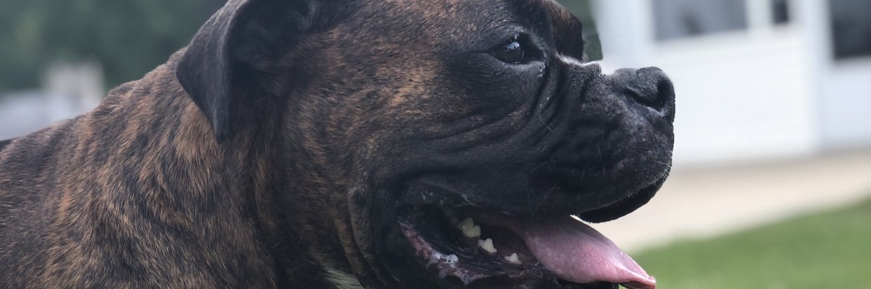 ShebbyRoo's profile banner image
