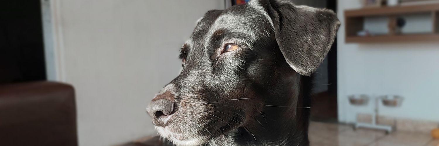 mairamelo___'s profile banner image