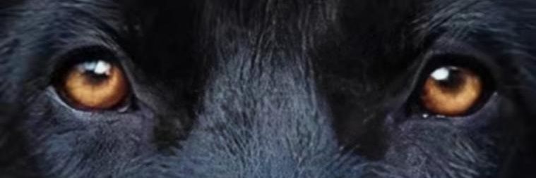 IsaacMora2014's profile banner image