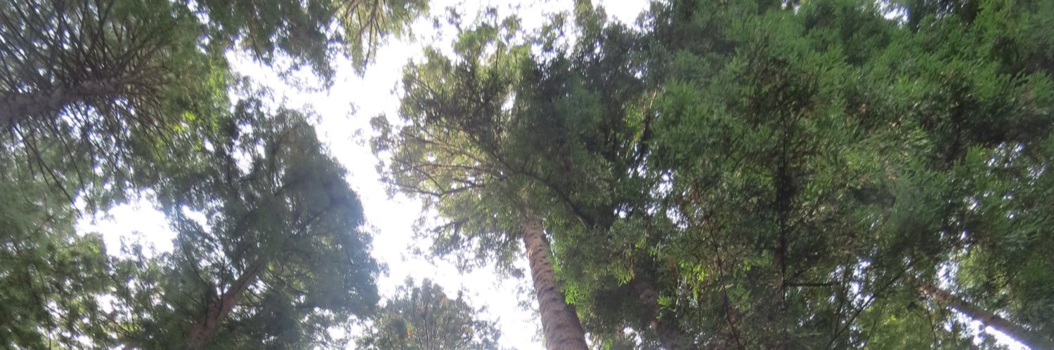 Yolanda Mangram banner