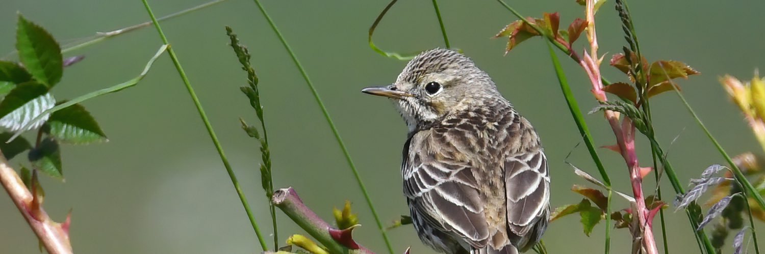 BBC Springwatch Fans banner