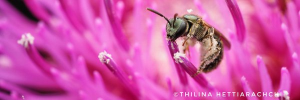 ThilinaHA Profile Banner