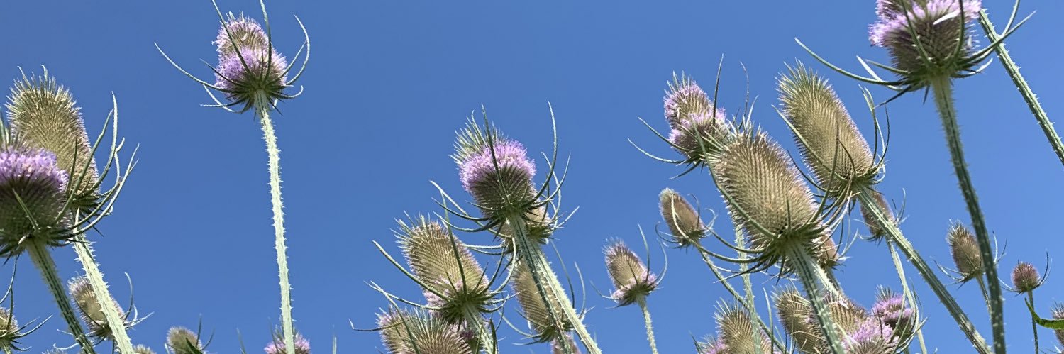 Heather MacLeod banner