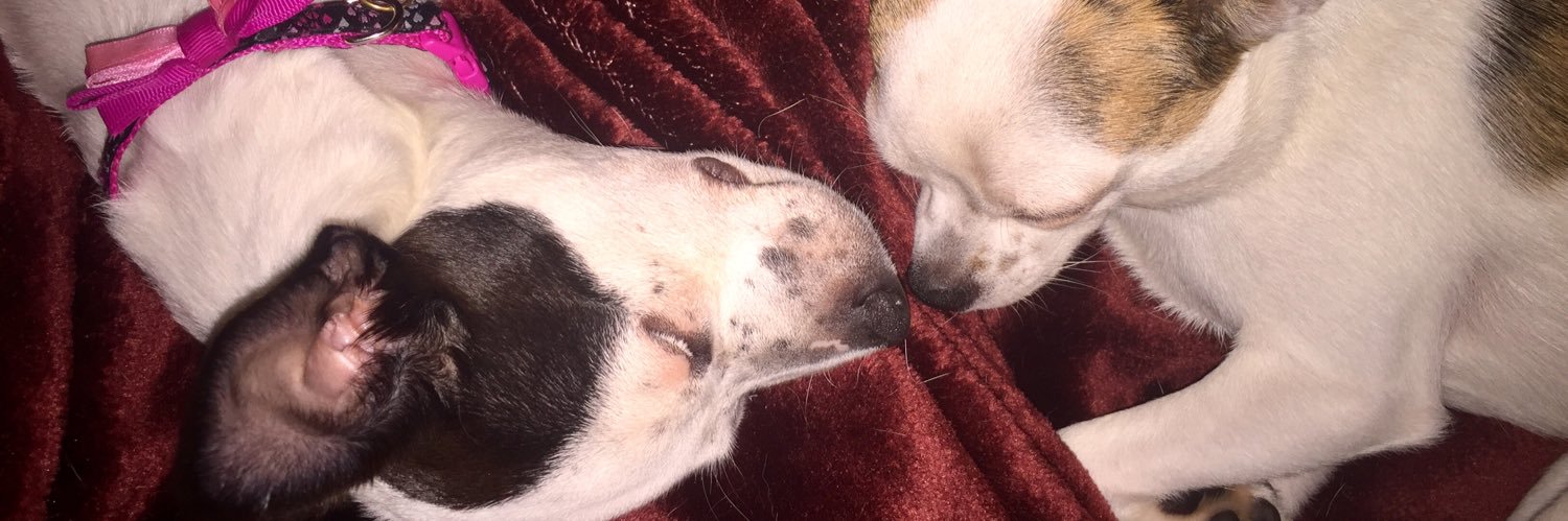 Amy Jo Tejada banner