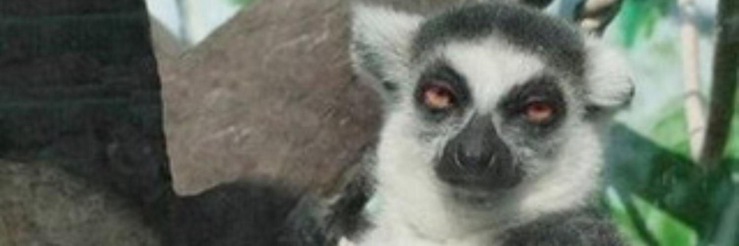 Rachel Torgerson banner