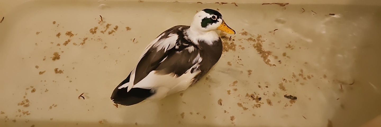 DonaldDow's profile banner image