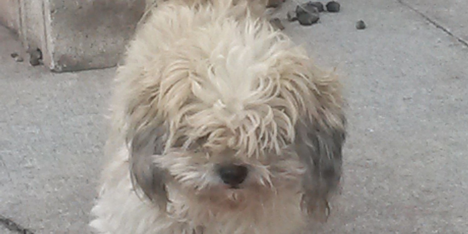 Nicole Nakiso banner