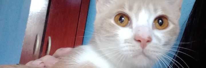 LuceroBrenda_'s profile banner image