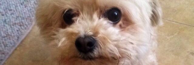 conniemtsang's profile banner image