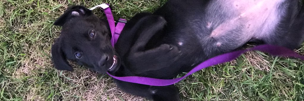 Meredithhleigh's profile banner image