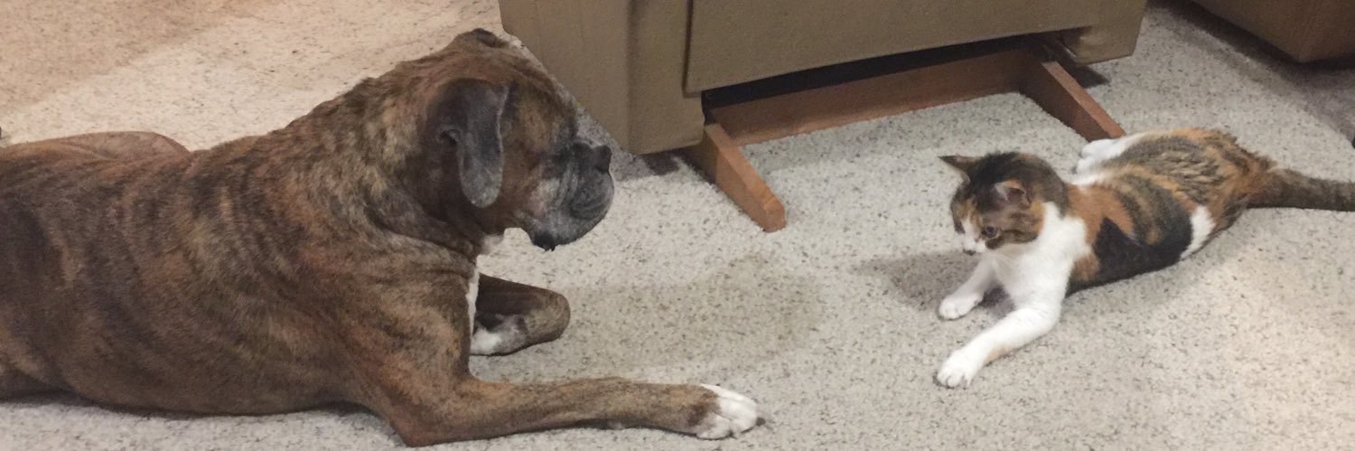 Mary Ann Lacey banner