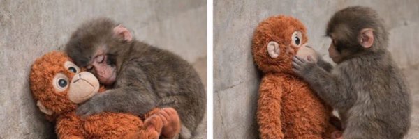 renaromano6 Profile Banner