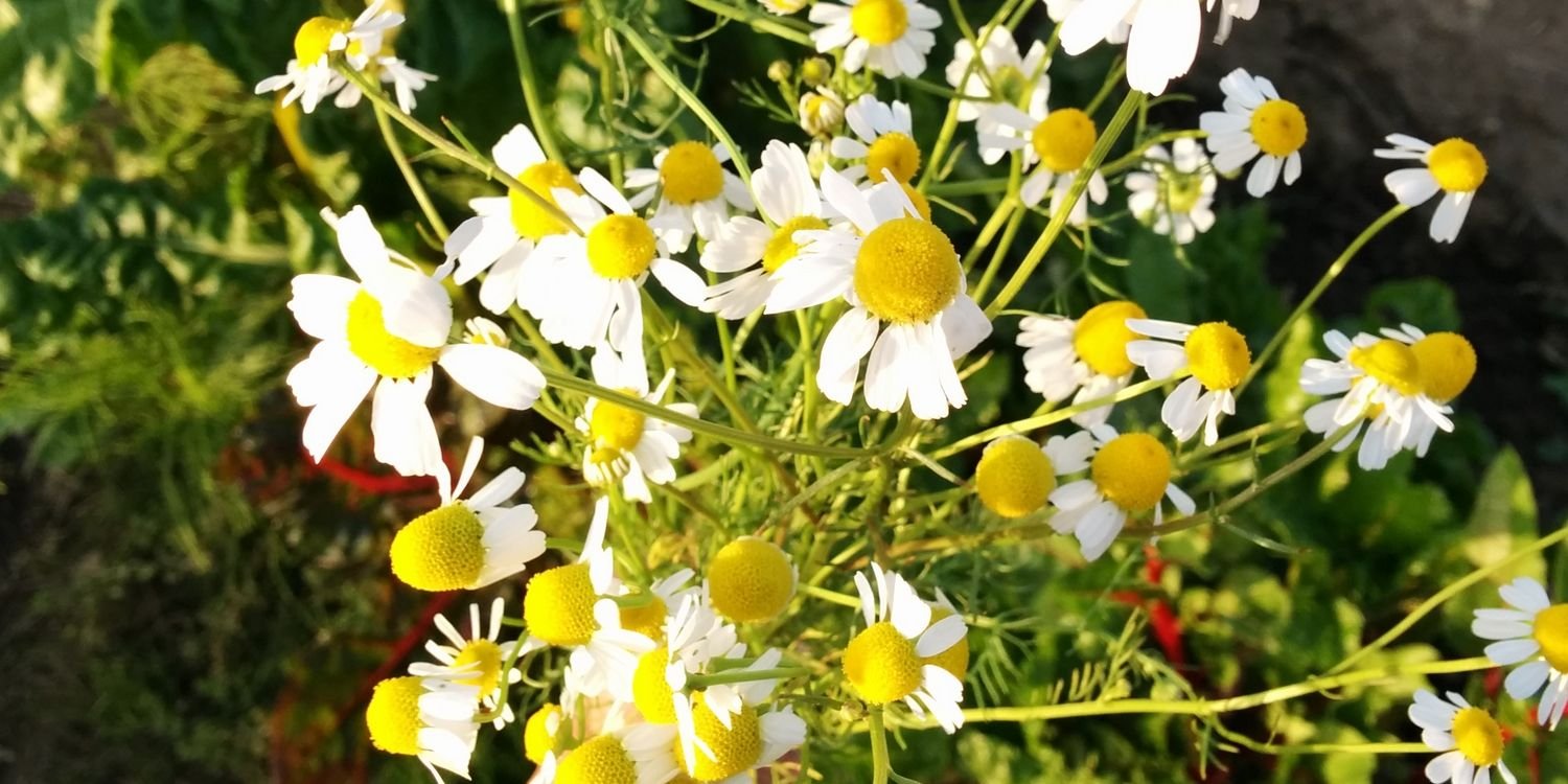 AkaoHappy's profile banner image