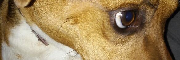 Stefipc's profile banner image