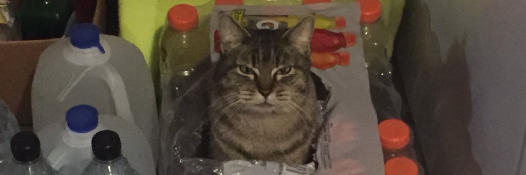 mindycelery's profile banner image