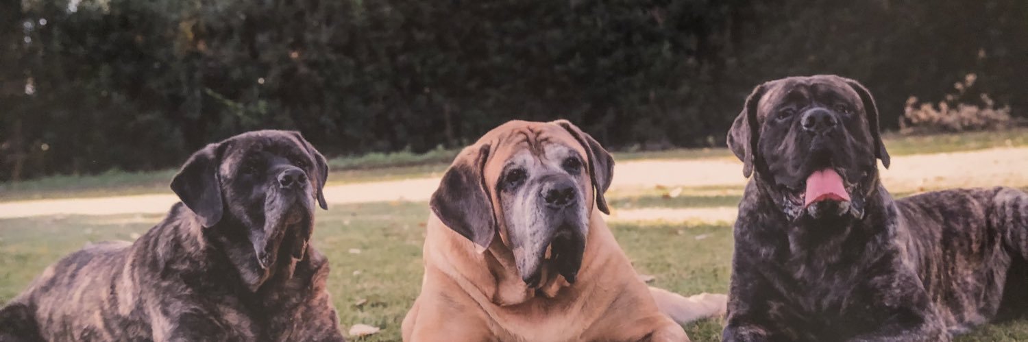 mom2mastiffs's profile banner image