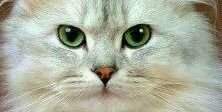 anto19331445's profile banner image