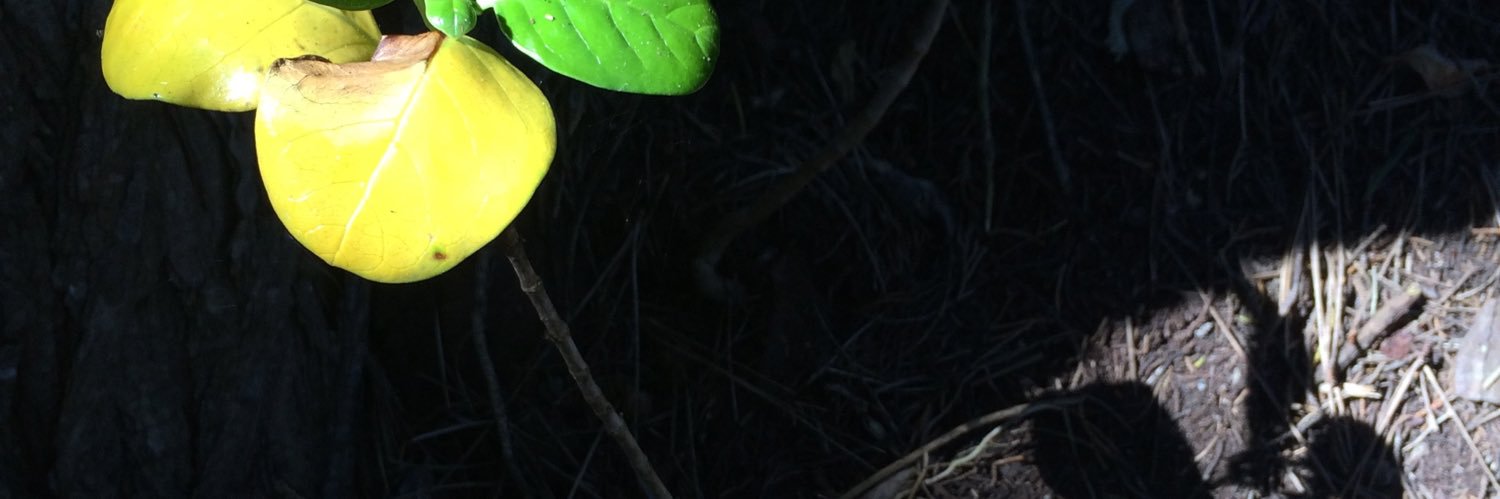 7 Days Of Smiles banner