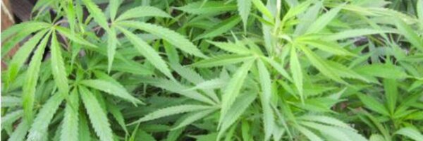 Bmargolin Profile Banner