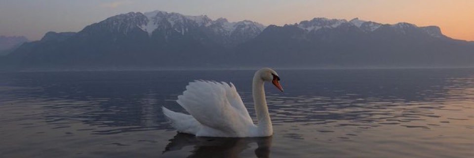 carotweeted's profile banner image
