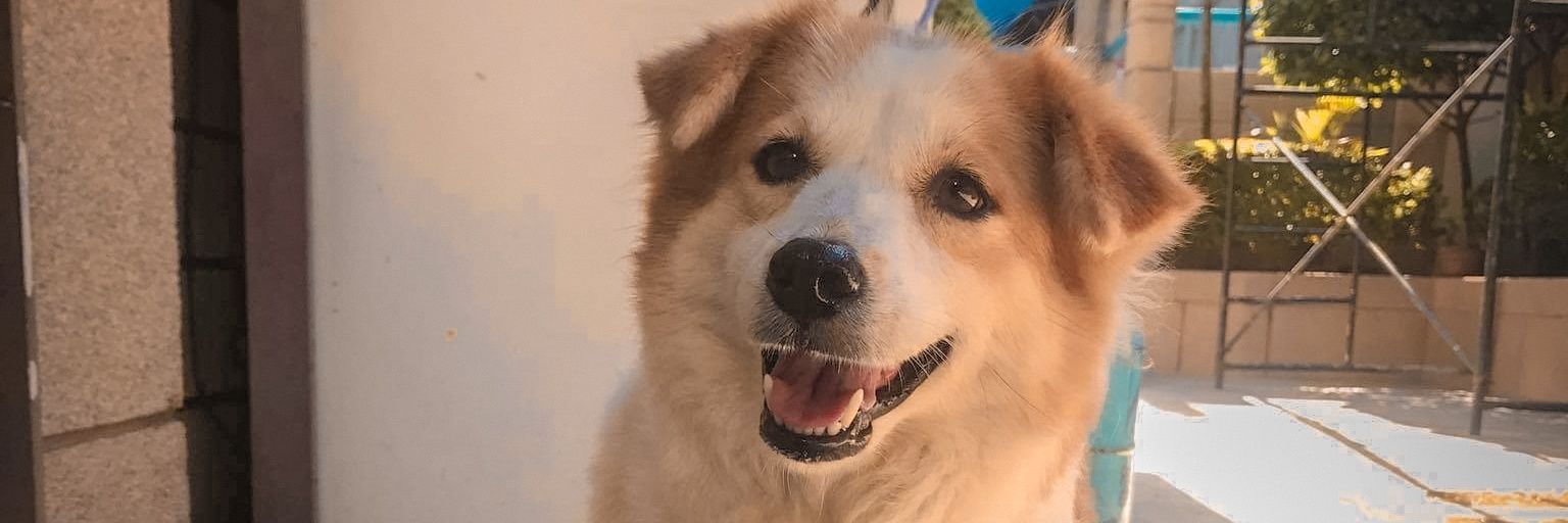 romarbuban's profile banner image
