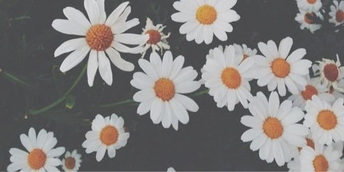 saniyazelisa's profile banner image