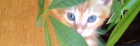 🐝🌿Nadia Rochat banner