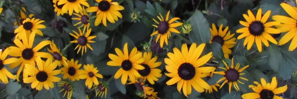 raquelmanley's profile banner image
