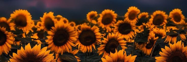 ♡ ATZ ˃ᴗ❛。 banner