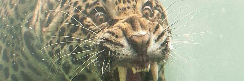 dolphinflesh's profile banner image