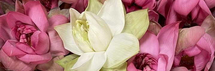 Suparna Sarkar banner