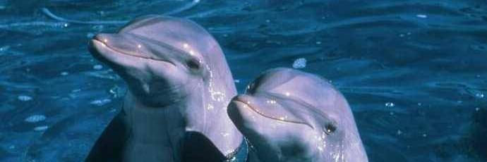 Maria Laura Vazquez banner