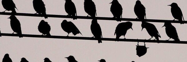 jay_bird247's profile banner image